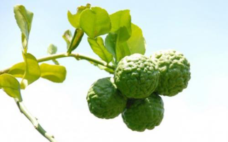 Cây[-]trúc,[-]cây[-]đặc[-]hữu[-]của[-]An[-]Giang